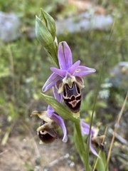 Ophrys calypsus