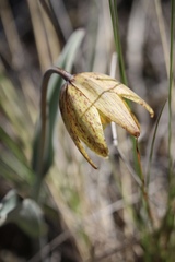 Fritillaria glauca