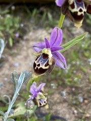 Ophrys calypsus
