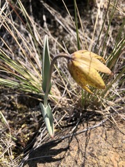 Fritillaria glauca