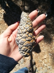 Pinus greggii greggii
