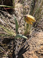 Fritillaria glauca