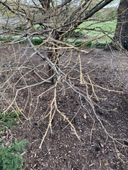 Dirca palustris