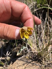 Fritillaria glauca