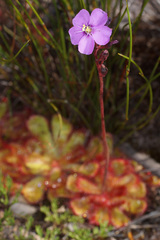 Drosera cuneifolia