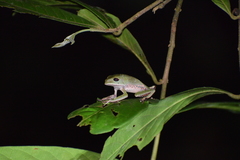 Phyllomedusa tarsius