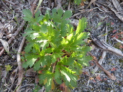 Trachymene composita