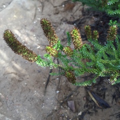 Seriphium cinereum