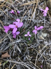 Arabis aculeolata