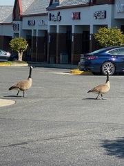 Branta canadensis