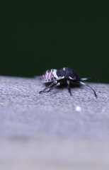 Alcimocoris coronatus