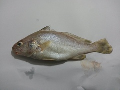 Johnius majan