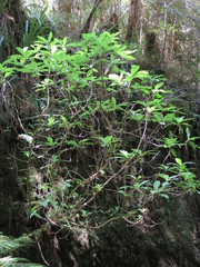 Brachyglottis hectorii