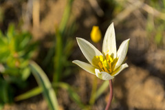 Tulipa sylvestris