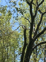 Melanerpes carolinus