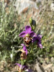 Ophrys calypsus