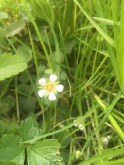 Potentilla sterilis