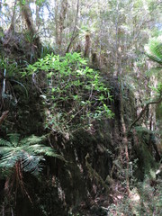 Brachyglottis hectorii