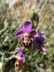 Ophrys calypsus
