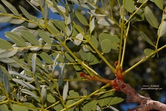 Burkea africana image