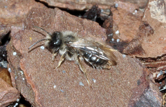 Andrena vaga