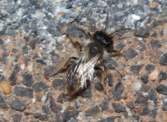 Andrena vaga