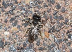 Andrena vaga