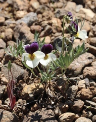 Viola hallii