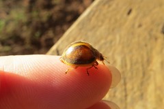 Epilachna clandestina