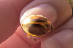 Epilachna clandestina