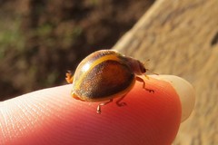 Epilachna clandestina