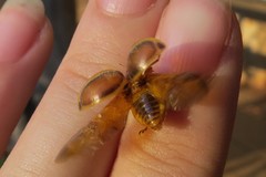 Epilachna clandestina