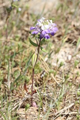 Collinsia grandiflora