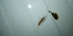 Scutigera coleoptrata