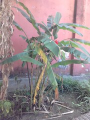 Angiospermae