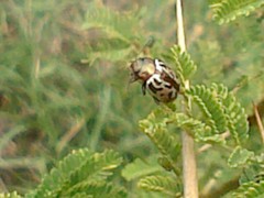 Zygogramma piceicollis