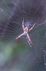 Argiope minuta