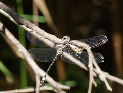 Eusynthemis brevistyla