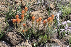 Castilleja brevilobata