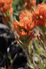 Castilleja brevilobata