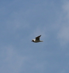 Chroicocephalus ridibundus