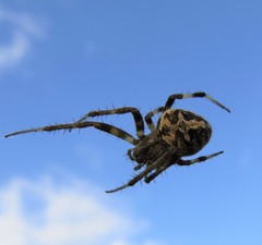 Neoscona quincasea