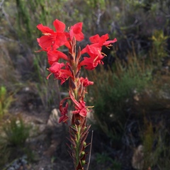 Tritoniopsis triticea