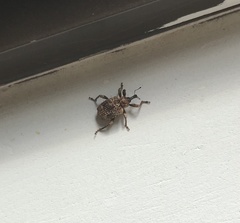 Phelypera distigma image