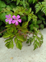 Geranium robertianum