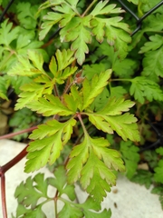 Geranium robertianum