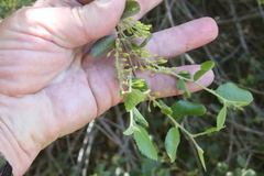 Rhamnus pilosa
