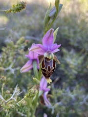 Ophrys calypsus