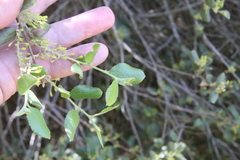 Rhamnus pilosa