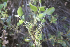 Rhamnus pilosa
